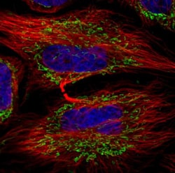 TUFM Antibody (CL2242), Novus Biologicals 0.1mL; Unlabeled:Antibodies,