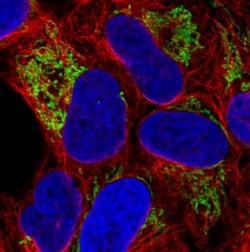 TUFM Antibody (CL2242), Novus Biologicals 0.1mL; Unlabeled:Antibodies,