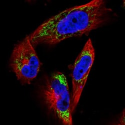 TUFM Antibody (CL2242), Novus Biologicals 0.1mL; Unlabeled:Antibodies,