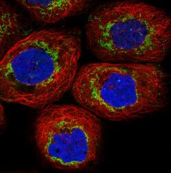 TUFM Antibody (CL2243), Novus Biologicals 25 &mu;L:Antibodies, Monoclonal