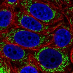 TUFM Antibody (CL2243), Novus Biologicals 25 &mu;L:Antibodies, Monoclonal