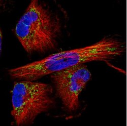 TUFM Antibody (CL2243), Novus Biologicals 25 &mu;L:Antibodies, Monoclonal