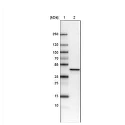 TUFM Antibody (CL2243), Novus Biologicals 25 &mu;L:Antibodies, Monoclonal