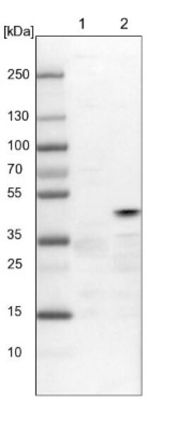 Tuftelin 1 Antibody, Novus Biologicals:Antibodies:Primary Antibodies
