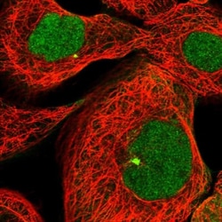 Tuftelin 1 Antibody, Novus Biologicals:Antibodies:Primary Antibodies