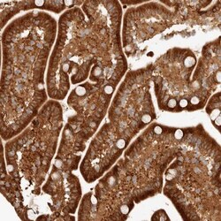 Tuftelin 1 Antibody, Novus Biologicals:Antibodies:Primary Antibodies