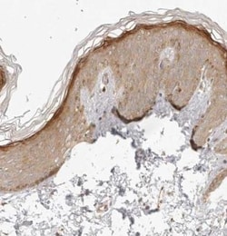 Tuftelin 1 Antibody, Novus Biologicals:Antibodies:Primary Antibodies
