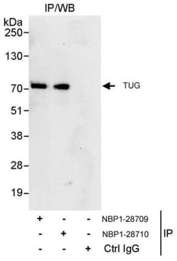 TUG Antibody, Novus Biologicals 100 &mu;L | Buy Online | Novus Biologicals | Fisher Scientific