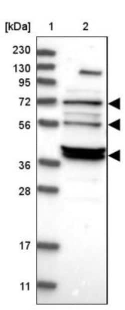 TUG Antibody, Novus Biologicals 0.1mL; Unlabeled:Antibodies, Polyclonal
