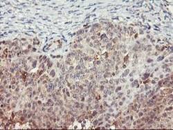 TULP3 Antibody (OTI7B8), Novus Biologicals 0.1mL; Unlabeled:Antibodies,