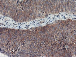 TULP3 Antibody (OTI7B8), Novus Biologicals 0.1mL; Unlabeled:Antibodies,