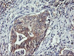 TULP3 Antibody (OTI7B8), Novus Biologicals 0.1mL; Unlabeled:Antibodies,