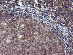 TULP3 Antibody (OTI7B8), Novus Biologicals 0.1mL; Unlabeled:Antibodies,
