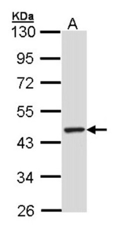TULP3 Antibody, Novus Biologicals 0.1mL; Unlabeled:Antibodies, Polyclonal