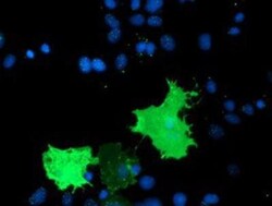 TULP3 Antibody (OTI7B8), Novus Biologicals 0.1mL; Unlabeled:Antibodies,