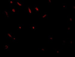 TWA1 Antibody - BSA Free, Novus Biologicals 0.1mg; Unlabeled:Antibodies,