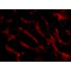 TWEAK R/TNFRSF12 Antibody - BSA Free, Novus Biologicals 0.025 mg | Buy Online | Novus Biologicals | Fisher Scientific