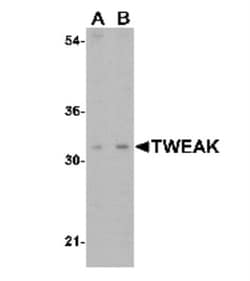 TWEAK/TNFSF12 Antibody, Novus Biologicals 0.025 mg, Unconjugated:Antibodies,