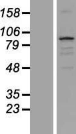 Novus Biologicals&trade;&nbsp;TXLNB Overexpression Lysate