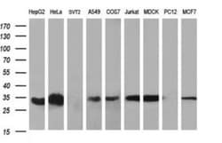 TXNDC Antibody (OTI3H5), Novus Biologicals 0.1mL; Unlabeled:Antibodies,