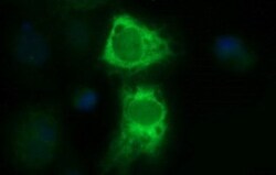 TXNDC Antibody (OTI3H5), Novus Biologicals 0.1mL; Unlabeled:Antibodies,