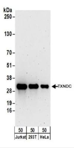 TXNDC Antibody, Novus Biologicals 0.1mg; Unlabeled:Antibodies, Polyclonal