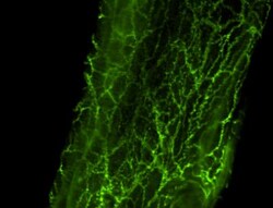 Tyrosine Hydroxylase Antibody, Novus Biologicals 0.1mL; Unlabeled:Antibodies,