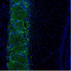 Tyrosine Hydroxylase Antibody, Novus Biologicals:Antibodies:Primary Antibodies