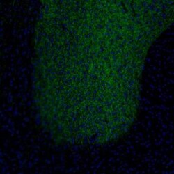 Tyrosine Hydroxylase Antibody, Novus Biologicals:Antibodies:Primary Antibodies