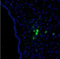 Tyrosine Hydroxylase Antibody, Novus Biologicals:Antibodies:Primary Antibodies