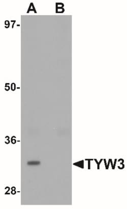 TYW3 Antibody - BSA Free, Novus Biologicals 0.1mg; Unlabeled:Antibodies,