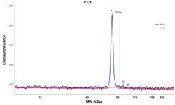 U2AF2 Antibody, Novus Biologicals 0.1mL; Unlabeled:Antibodies, Polyclonal