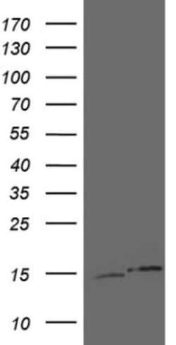 UBA52 Antibody (OTI4E1), Novus Biologicals 0.1mL; Unlabeled:Antibodies,