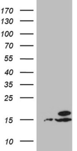 UBA52 Antibody (OTI4F2), Novus Biologicals 0.1mL; Unlabeled:Antibodies,