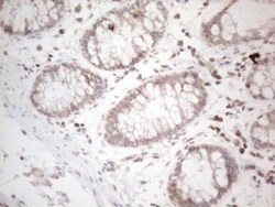 UBA52 Antibody (OTI4F2), Novus Biologicals 0.1mL; Unlabeled:Antibodies,