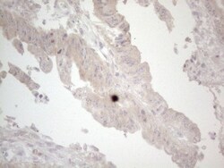 UBA52 Antibody (OTI4F2), Novus Biologicals 0.1mL; Unlabeled:Antibodies,
