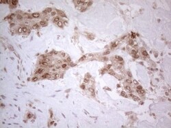 UBA52 Antibody (OTI4F2), Novus Biologicals 0.1mL; Unlabeled:Antibodies,