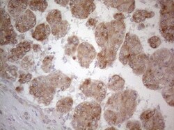 UBA52 Antibody (OTI4F2), Novus Biologicals 0.1mL; Unlabeled:Antibodies,