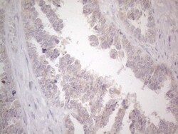UBA52 Antibody (OTI4F2), Novus Biologicals 0.1mL; Unlabeled:Antibodies,