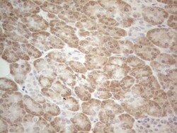 UBA52 Antibody (OTI4F2), Novus Biologicals 0.1mL; Unlabeled:Antibodies,