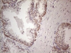 UBA52 Antibody (OTI4F2), Novus Biologicals 0.1mL; Unlabeled:Antibodies,