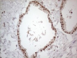 UBA52 Antibody (OTI4F2), Novus Biologicals 0.1mL; Unlabeled:Antibodies,