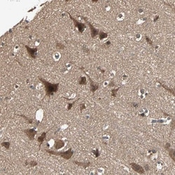 UBAC1 Antibody, Novus Biologicals:Antibodies:Primary Antibodies