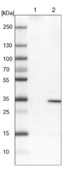 UBAC2 Antibody, Novus Biologicals:Antibodies:Primary Antibodies