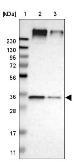 UBAC2 Antibody, Novus Biologicals:Antibodies:Primary Antibodies