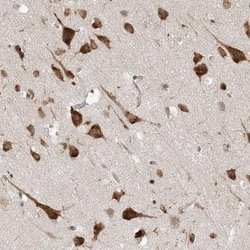 UBAP2L Antibody, Novus Biologicals 25 &mu;L; Unlabeled:Antibodies, Polyclonal