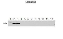 UbcH5c/UBE2D3 Antibody, Novus Biologicals 0.05mg; Unlabeled:Antibodies,