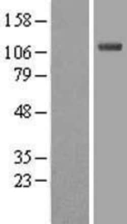 Novus Biologicals™ ISG15 Activating Enzyme/UBE1L Overexpression Lysate