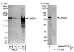 UBE2O Antibody, Novus Biologicals 0.1mL; Unlabeled:Antibodies, Polyclonal