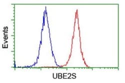 UBE2S Antibody (OTI1B5), Novus Biologicals 0.1mL; Unlabeled:Antibodies,